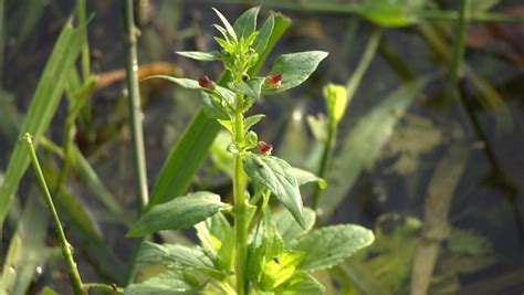 Wasser Braunwurz Scrophularia Auriculata Ngid Flickr