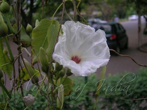 Ipomoea Arborescens Morning Glory Tree