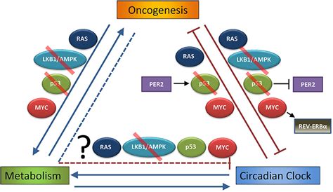 Frontiers Cancer Clocks Out For Lunch Disruption Of Circadian Rhythm