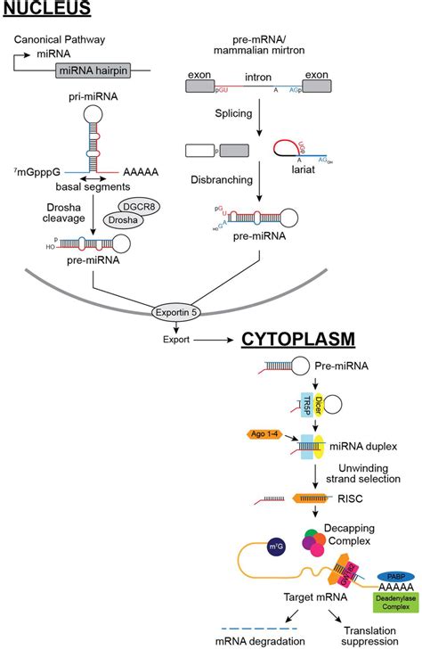 MicroRNA MiRNA Biogenesis Pathways In The Canonical Pathway MiRNAs