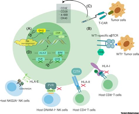 Induced Pluripotent Stem Cell Derived Engineered T Cells Natural