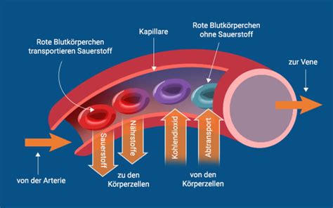 Erythrozyten Bedeutung Des Laborwertes Praktischarzt