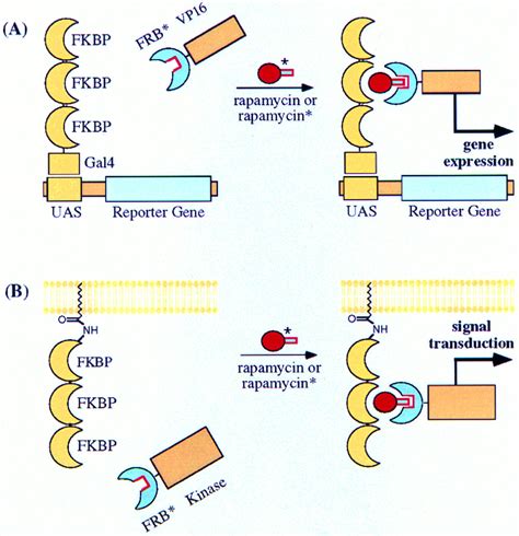 Inducible Gene Expression And Protein Translocation Using Nontoxic