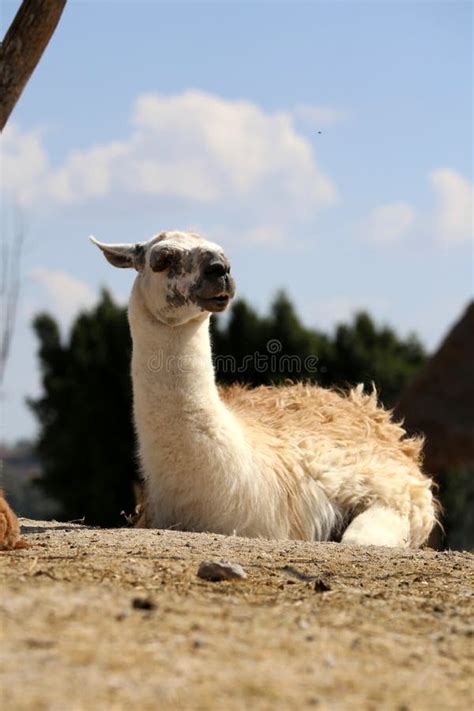 Llama Or Lama Glama Stock Image Image Of Farm Entire 118027901