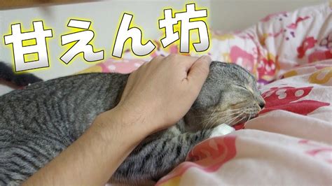 猫 布団 入っ て くる