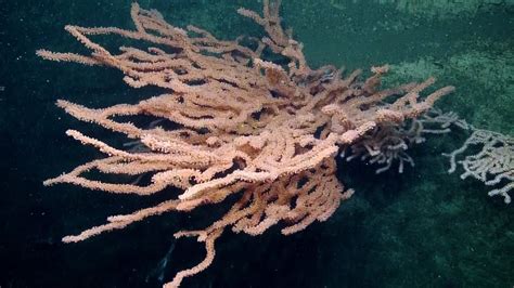 Discovering Bodega Canyon Coral Reefs Nautilus Live Youtube