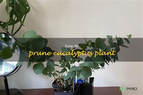 A Step-By-Step Guide To Pruning Your Eucalyptus Plant: Tips And ...