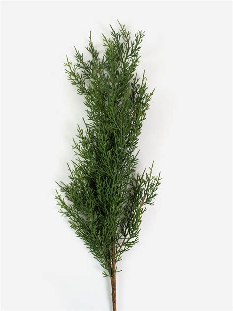 cedar branch