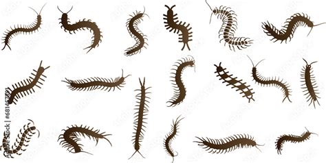 Centipedes Vector Illustration Set In Various Poses Perfect For