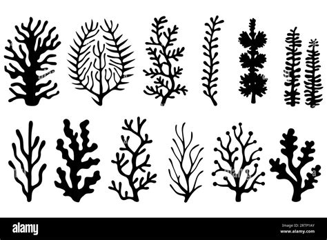 Hand Drawn Set Of Corals And Seaweed Silhouette Isolated On White