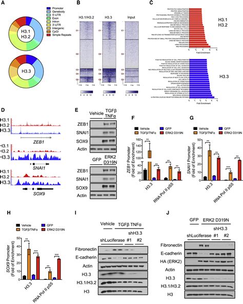 Dynamic Incorporation Of Histone H Variants Into Chromatin Is