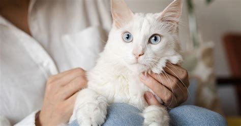 White Cat Breeds You'll Want to Adopt