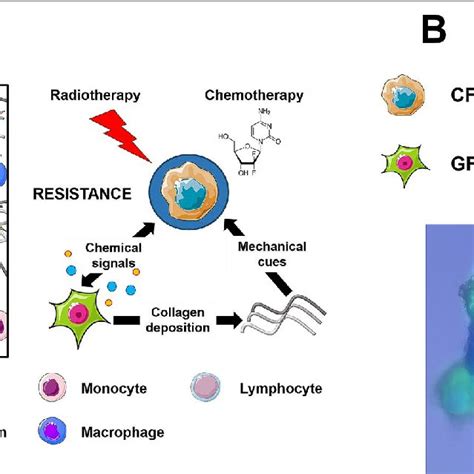 Schematic Overview Of The Surrounding Tme In Pancreatic Cancer A The