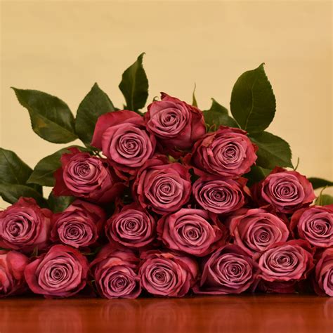 Moody Blues Roses Bulk Order 60 70cm