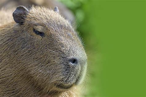 Capybara – the World's Largest Rodent | DinoAnimals.com