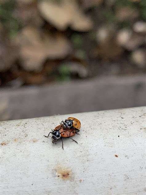 Convergent Lady Beetle From West Ave San Antonio TX US On December 3