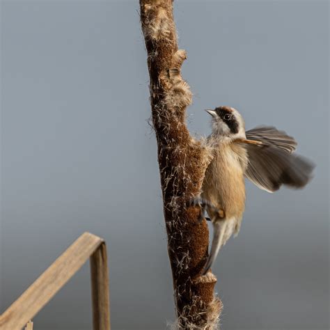 Rémiz penduline Remiz pendulinus Loïc JarlÉGant Flickr