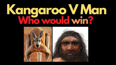 Kangaroo Versus Man Who Wins Youtube