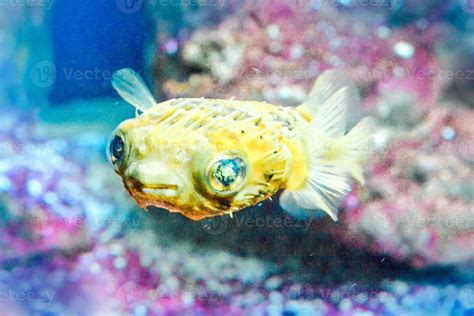 Yellow, Round Puffer Fish Swimming 18903820 Stock Photo at Vecteezy