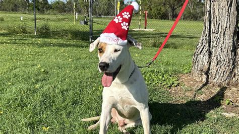 Caesar The Bull Arab Puppy Waiting For A Christmas Miracle At Charters