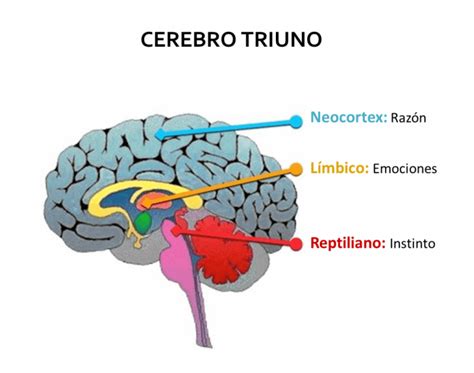 El Cerebro Del Ni O Explicado A Madres Y Padres Criar Con Sentido N