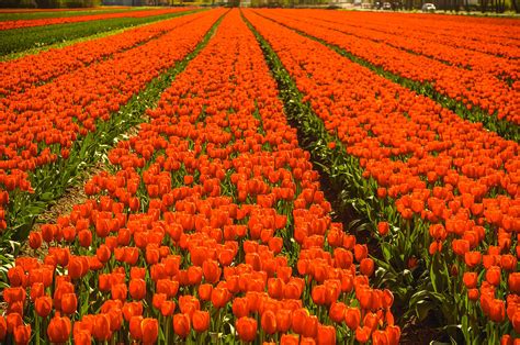 Dutch tulips Photograph by Yvon van der Wijk - Pixels