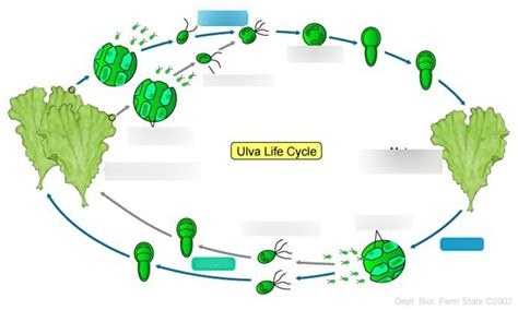 ulva life cycle diagram quizlet