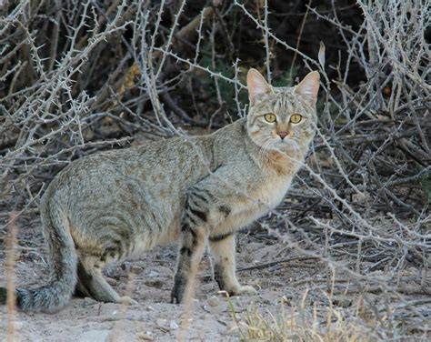 Our Cats’ Wild Origins: The African Wildcat - All Creatures Podcast