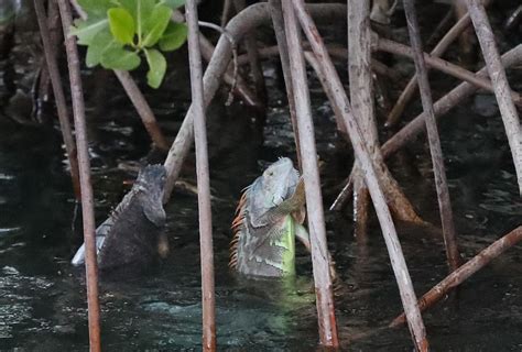 Stunned by cold snap, iguanas fall from trees - Jan. 28, 2020 | The ...