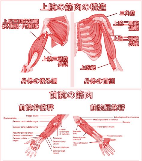 腕の筋肉の名前と構造・作用および鍛え方トレーニング方法 一般社団法人jawa日本アームレスリング連盟