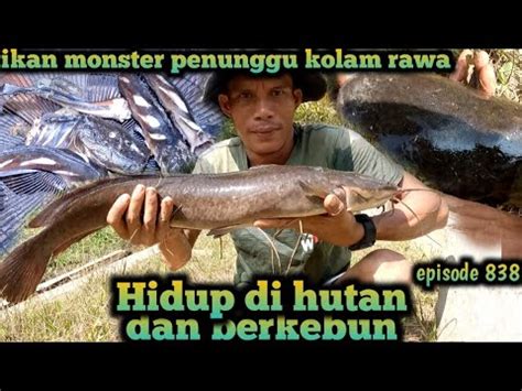 Lama Tak Terlihat Inilah Kondisi Ikan Lele Monster Penunggu Kolam Warta