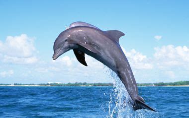 Dolphin Jumping Out Of Water