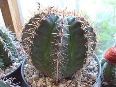 Мелокактус байский Melocactus bahiensis