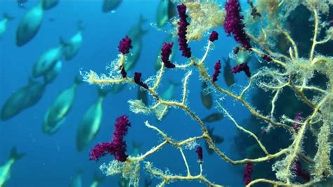 M Diterran E La Faune Et La Flore Sous Marine En Danger