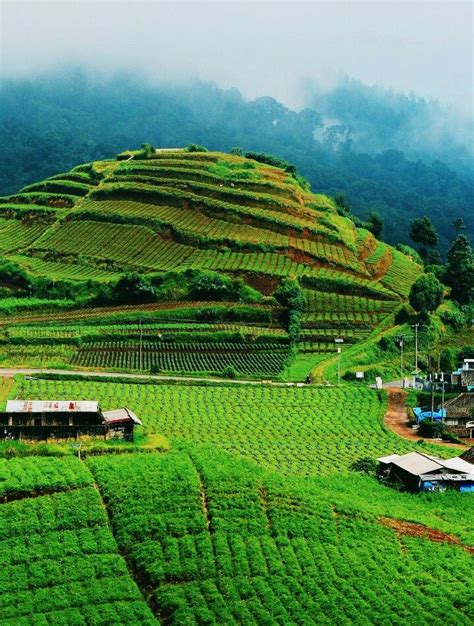 Field Of Vegetable Sumber Brantas Batu Malang Indonesia Reizen