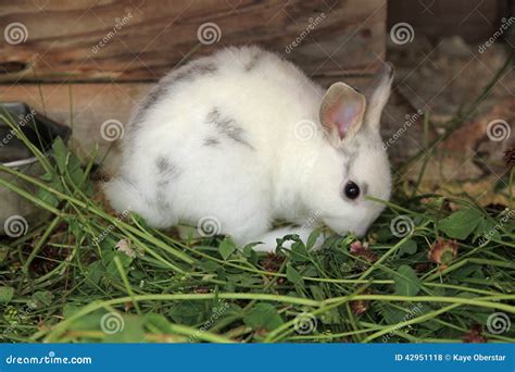 Small White Bunny Rabbit Stock Photo Image 42951118