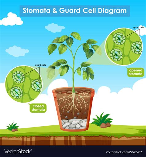 Diagram showing stomata and guard cell Royalty Free Vector