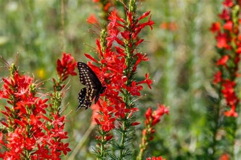 Arizona Native Plants List: 10 Of The Grand Canyon State's Most ...