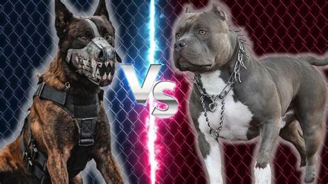 PASTOR BELGA MALINOIS VS PITBULL TERRIER AMERICANO CUÁL ELEGIR