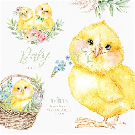 Watercolor Chick Clipart Little Animals Floral Spring Etsy