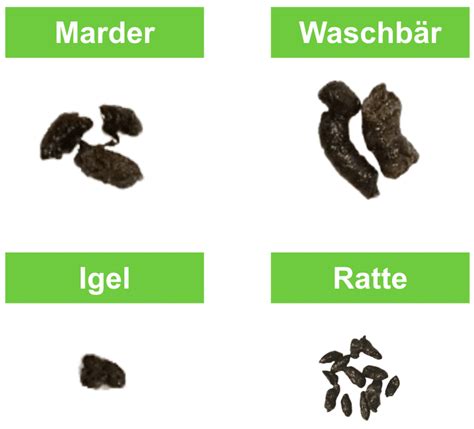 Marderkot erkennen entfernen Welche Krankheiten er überträgt ERASIO