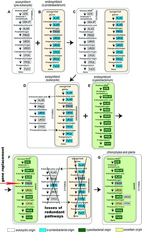 Evolutionary Schema Showing A Possible Scenario Leading To The