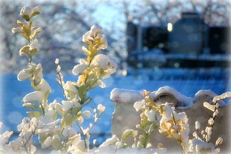 Free Images Tree Nature Branch Blossom Snow Cold Winter Leaf