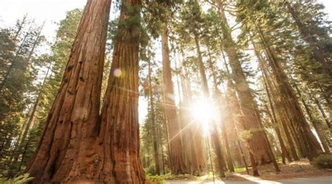 10 Things To Do In Sequoia National Park