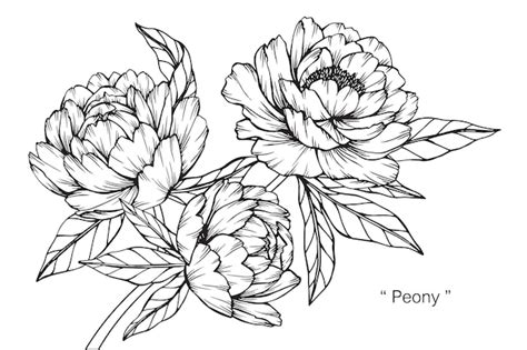 Illustration De Dessin De Fleur De Pivoine. | Vecteur Premium