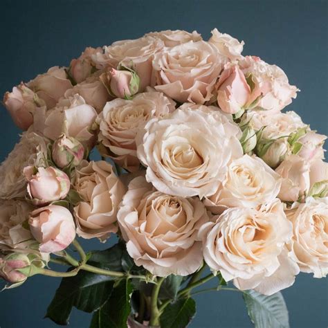 Spray Rose Vs Garden Rose At Logan Holly Blog