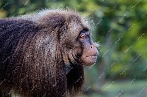 Premium Photo Alpha Male Of Gelada Baboon Theropithecus Gelada