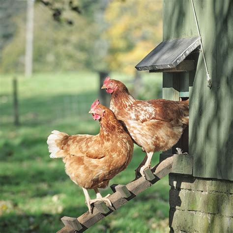 Les R Gles Dor Pour Accueillir Des Poules Au Jardin Rtbf Actus