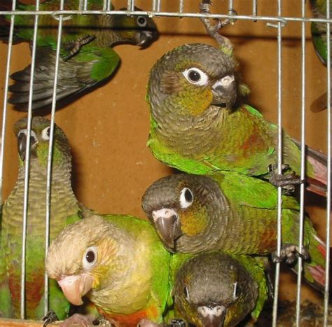 17 Best images about Green Cheek Conures on Pinterest | Mint green ...