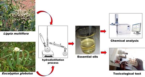 Chemical Composition Antioxidant Activity Cholinesterase Inhibitor